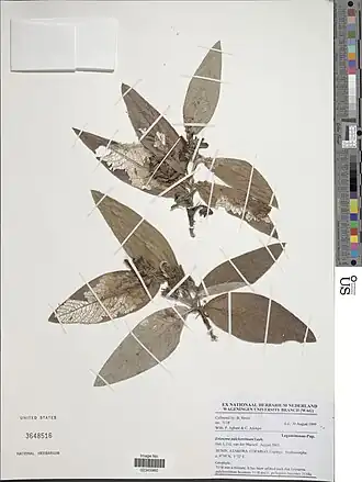 Eriosema pulcherrimum.