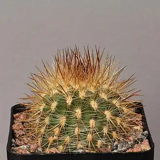 Description de l'image Eriosyce chilensis v. albidiflora-FK 192-IMG 6620.JPG.