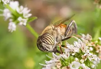 Description de l'image Eristalinus taeniops.jpg.