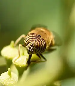 Mâle, vue rapprochée des yeux.