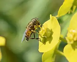 Mâle sur une inflorescence (cyathe) d'Euphorbia dendroides