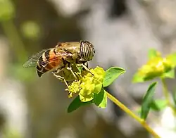 Femelle sur une inflorescence (cyathe) d'Euphorbia spinosa