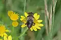 Eristalis arbustorum femelle