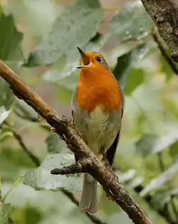 Rouge-gorge chantant.