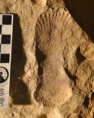 Description de l'image Ernietta plateauensis 1.jpg.