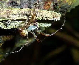 Description de l'image Ero capensis, mannetjie, Krantzkloof NR, a.jpg.