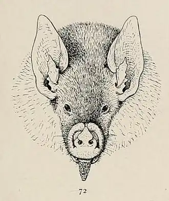 Description de l'image Erophylla sezekorni.jpg.