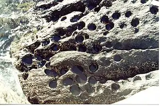 Des loges creusées dans la roche par des oursins perforants (Echinometra lucunter)
