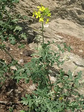 Description de cette image, également commentée ci-après