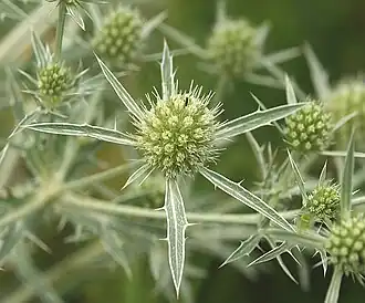 Eryngium campestre.