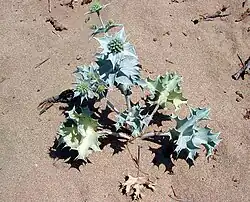 Panicaud maritime ou Chardon des dunes