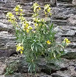 Erysimum cheiri.