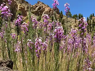 Description de l'image Erysimum scoparium Tenerife 3.jpg.