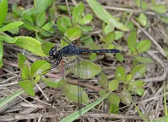 Description de l'image Erythrodiplax berenice.jpg.