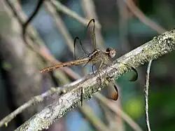 Erythrodiplax umbrata femelle