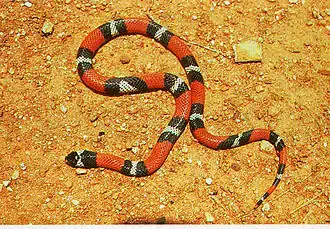 Description de l'image Erythrolamprus aesculapii.jpg.