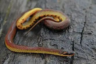 Description de l'image Erythrolamprus dorsocorallinus 205022651.jpg.