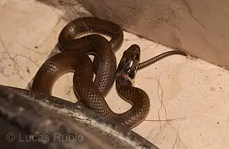 Description de l'image Erythrolamprus semiaureus 258656912.jpeg.