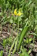 Erythronium grandiflorum.