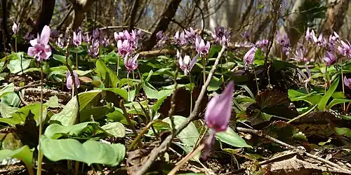 Plant de plusieurs katakuri