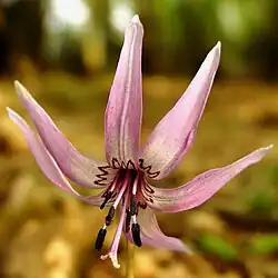 Six étamines autour du pistil