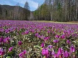 Erythronium sajanense, plante endémique du kraï de Krasnoïarsk.