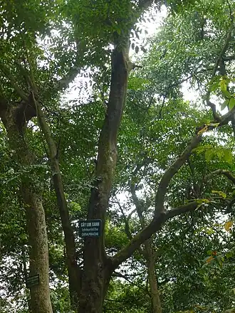 Description de l'image Erythrophleum fordii Lim xanh.JPG.