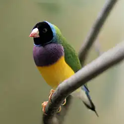 Tête noire, poitrine violette, dos vert.