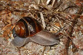 Description de cette image, également commentée ci-après