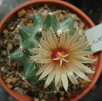 Description de l'image Escobaria missouriensis var. asperispina.jpg.