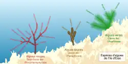Diagramme montrant sous forme de dessins les différents types d'algues rouges, brunes et vertes présentes.