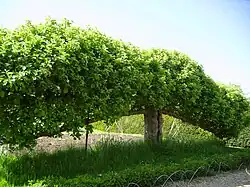 Haie taillée formée d'arbres fruitiers treillés en espalier à Standen&nbsp;(en) (Angleterre).