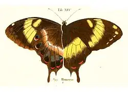 Papilio homerus, verso et recto (illustration)