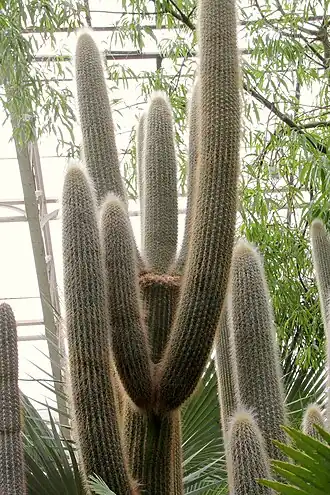 Description de l'image Espostoa guentheri pm.jpg.