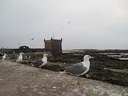 Sqala du Port, Îles Purpuraires, et goélands, depuis les remparts