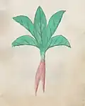 Béhen rouge