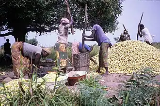 Pilage des concombres