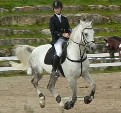 Étalon Shagya en saut d'obstacles.