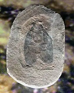 Etoblattina sp. (Archimylacridae)