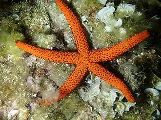 Echinaster sepositus