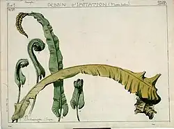 Fougère scolopendre, début du XXe siècle, Henri Bergé, musée de l'École de Nancy.