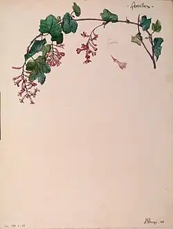 Fleurs de groseillier, 1918, Henri Bergé, musée de l'École de Nancy
