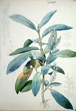 Feuilles et fleurs du laurier-amande, 1899, Henri Bergé, musée de l'École de Nancy.