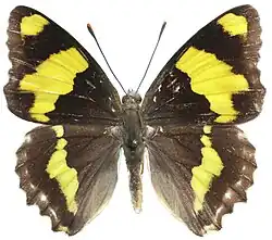 Euapatura mirza
