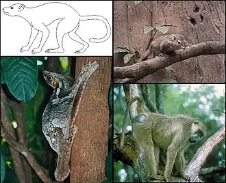 Description de l'image Euarchonta.jpg.