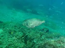 Eubalichthys cyanoura