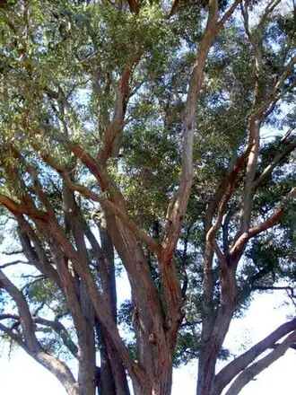 Description de l'image Eucalyptus acmenoides Eastwood.JPG.