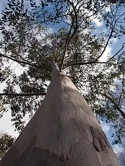 Eucalyptus dalrympleana aff poliophylla du Mont Buffalo au jardin jungle
