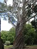 Eucalyptus delegatensis au jardin botanique de Christchurch