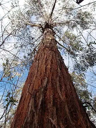 Eucalyptus delegatensis au jardin jungle en Normandie